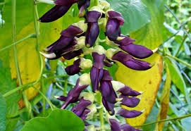 mucuna-pruriens-1.webp